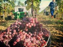 Winobranie w Bagieńcu termin: Październik 2019 r.