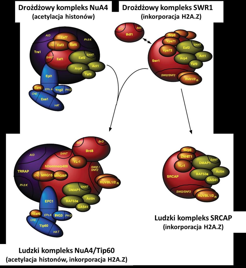 Ryc. 2. Modele drożdżowych i ludzkich kompleksów odpowiedzialnych za inkorporację H2A.Z do chromatyny.