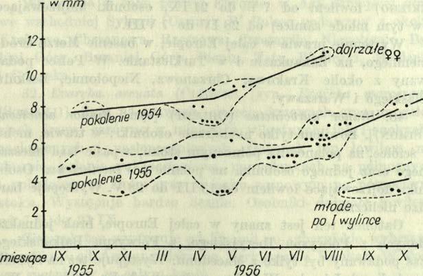 685-686) i J u b e r t ie (1954), według których cała rodzina Pisauńdae charakteryzuje się 18-miesięcznym cyklem życiowym. W 1956 r.