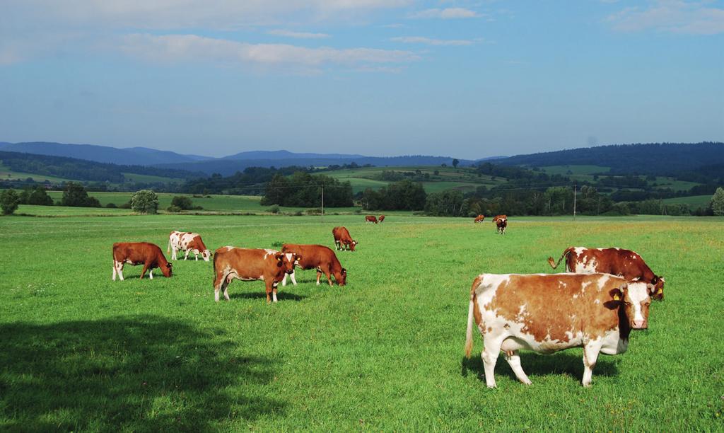 USE OF HERBAL PREPARATIONS IN THE PREVENTION AND TREATMENT OF UDDER DISEASES IN ORGANIC DAIRY FARMS Summary The aim of the study was to develop practical methods and recommendations for organic dairy