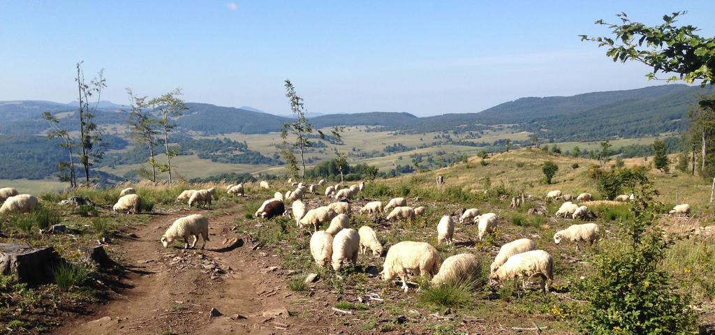 Maramurski w Leordinie odbijemy w góry Maramuresz.