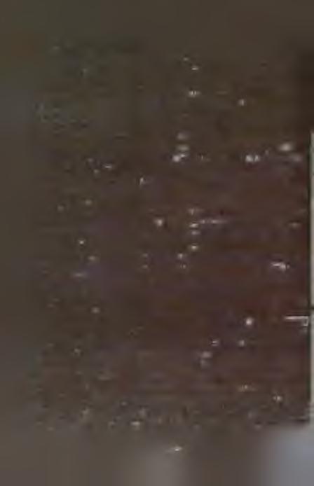 Tab. 2 - kontynuacja (continuation). R e g i 0 n y - R e g i 0 n s Gatunek - Species 1 2 3 4 5 6 7 8 9 10 11 12 13 14 15 16 17 Neckera besseri (Lob.) Jur. - - - - - - - - + - + - - - - - - N.