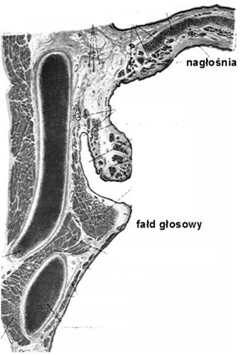 Otwierają się kanały sodowe, powodując depolaryzację komórki węchowej. 4.