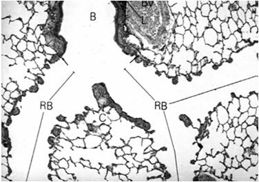 mitochondria Funkcje: neutralizacja wdychanych