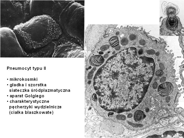 typu II mikrokosmki gładka i szorstka siateczka śródplazmatyczna aparat Golgiego
