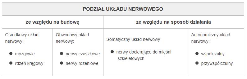 178 uczniowie opisują podział układu nerwowego ze względu na budowę i ze względu na sposób działania,