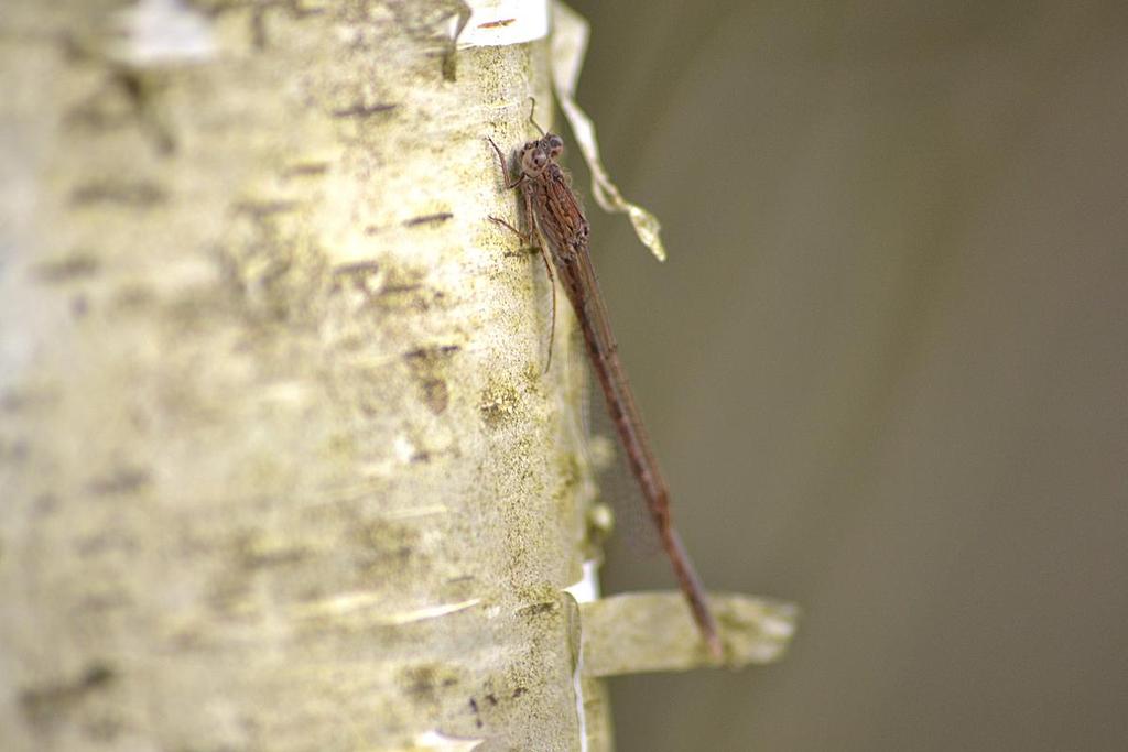 5 Samiec Sympecma paedisca 04 11 2017 r. Sympecma paedisca male 04 11 2017 Piśmiennictwo ROZPORZĄDZENIE MINISTRA ŚRODOWISKA z dnia 16 grudnia 2016 roku w sprawie ochrony gatunkowej zwierząt. Dz. U.