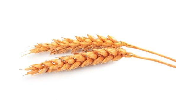 AKTUALNOŚCI Sytuacja na rynku cukru w Polsce i Europie Wyniki produkcyjne Kampania cukrownicza 2018/2019 w Polsce rozpoczęła się rekordowo wcześnie, bo już 25 sierpnia 2018 r.