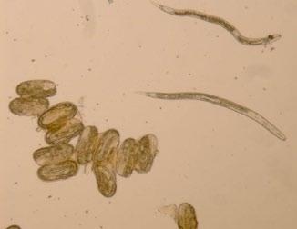 PO STRONIE PLANTATORA Mątwik burakowy to groźny szkodnik Mątwik burakowy Heterodera schachtii Schmidt jest nicieniem glebowym stanowiącym coraz większy problem w produkcji buraka cukrowego w Europie
