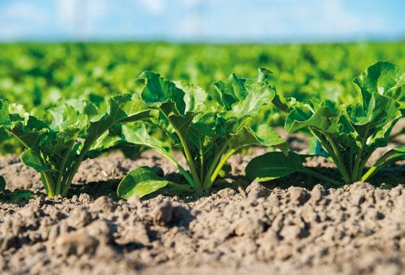PO STRONIE PLANTATORA W 2018 roku, przy współpracy z firmą DLF Hilleshog, analizie na obecność mątwika poddano próby glebowe pochodzące z rejonów kontraktacyjnych Krajowej Spółki Cukrowej należących