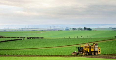 PO STRONIE PLANTATORA Neonikotynoidy w uprawie buraka cukrowego stan aktualny Z pewnością w pamięci rolników pozostaje sprawa wycofania z uprawy rzepaku zapraw zawierających w swoim składzie