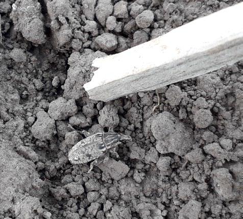 PO STRONIE PLANTATORA Szarek komośnik dużym zagrożeniem plantacji buraka cukrowego Na plantacjach buraka cukrowego w południowo-wschodnich rejonach uprawy bardzo dużym problemem wiosną ubiegłego roku