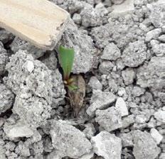 Morfologia i biologia Szarek komośnik jest trudny do zaobserwowania na polu ze względu na zlewające się z glebą zabarwienia ciała (fot. 1).