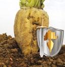PO STRONIE PLANTATORA że dokonywać krótkich przelotów na młode plantacje buraka. Rozpoczynają żerowanie najczęściej od brzegu pola zjadając liścienie i pierwsze liście młodych roślin (fot. 3).