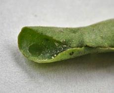 PO STRONIE PLANTATORA Szkodniki początkowych faz rozwojowych buraka cukrowego Wnaszym kraju, w buraku cukrowym, żeruje co najmniej kilkadziesiąt gatunków szkodników, głównie przedstawicieli rzędu