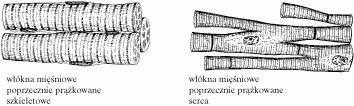 Zadanie 1. (1 pkt) Kwas deoksyrybonukleinowy (DNA) powszechnie występuje w komórkach budujących organizm człowieka. Podaj główną rolę DNA, którą pełni w tych komórkach....... Zadanie 2.