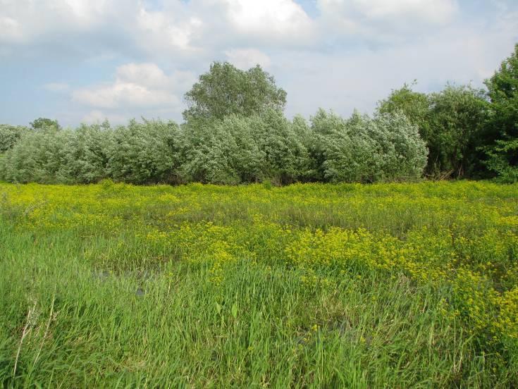 Niewielki, otoczony zaroślami wierzbowymi zbiornik położony w międzywalu Wisły.