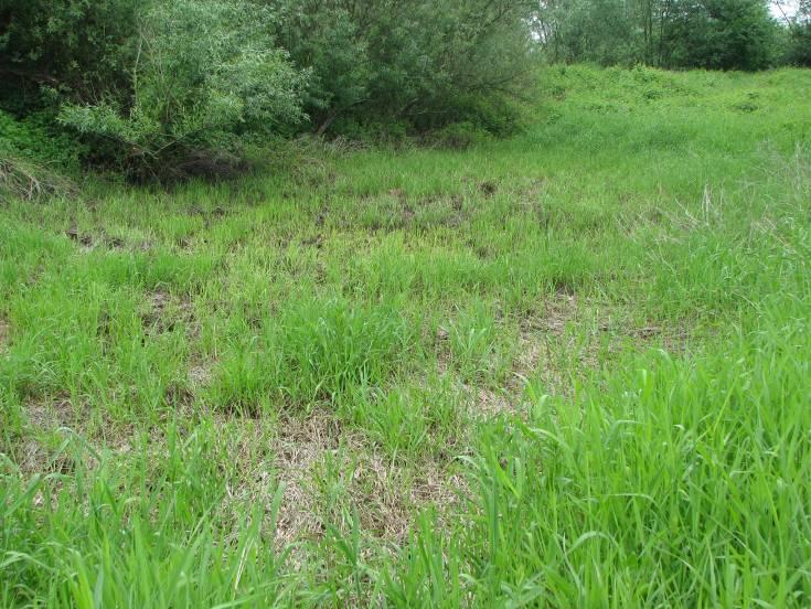 Fot. nr 9 9. Starorzecze nr 87 (Fot. nr 9) Nie stwierdzono żadnych gatunków Zbiornik całkowicie wyschnięty.