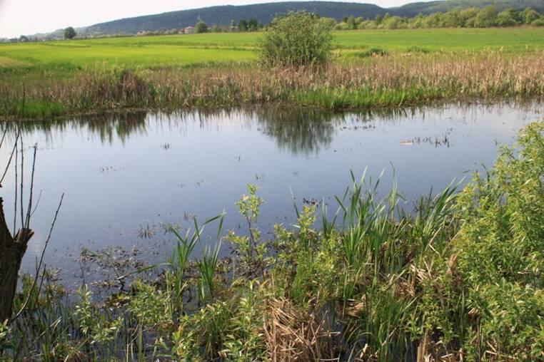 Całkowicie wyschnięte i nieodpowiednie do rozwoju stanowisko. 20. Starorzecze nr 216 (Fot. nr 20) Fot.