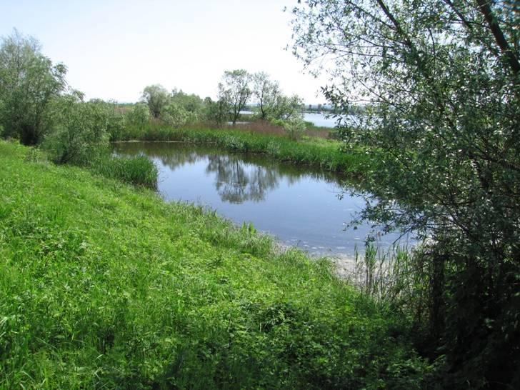 39. Starorzecze nr 235 (Fot. nr 40) Fot. nr 40 Bardzo nielicznie reprezentowane były jedynie Coenagrion sp.