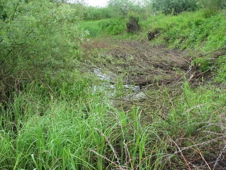 3. Starorzecze nr 62 (Fot. nr 3) Fot. nr 3 Nie stwierdzono żadnych gatunków Niewielki zbiornik położony w międzywalu Wisły.