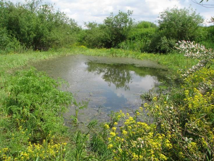 Bardzo mały zbiornik położony w międzywalu Wisły, w dużej mierze zarośnięty zaroślami wierzbowymi. W trakcie majowej kontroli prawie całkowicie wyschnięty cechuje się dużym astatyzmem.