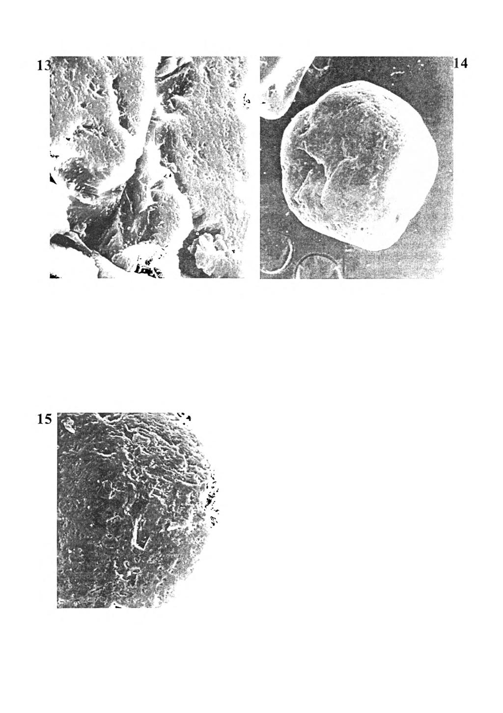 172 A. Kowalkowski, M. Degórski FOTO 13.