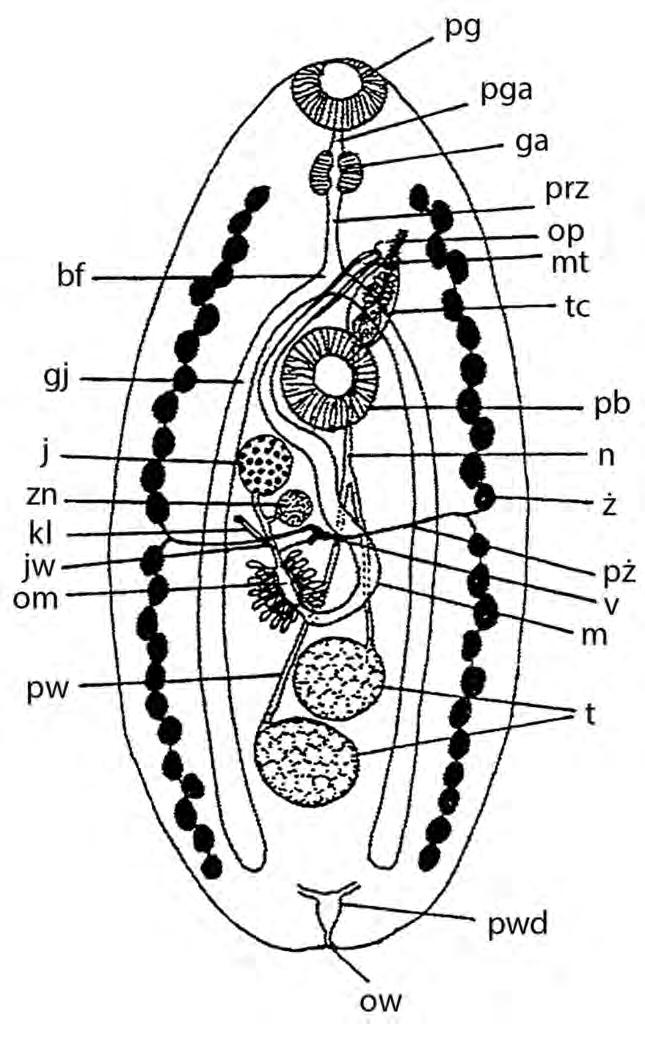 II. CZĘŚĆ OGÓLNA Jak już wspominałyśmy, w pierwszym zeszycie opracowania Fauna Słodkowodna Polski (zeszyt 34A) omówione zostały szczegółowe cechy budowy przywr dorosłych i stadiów rozwojowych.