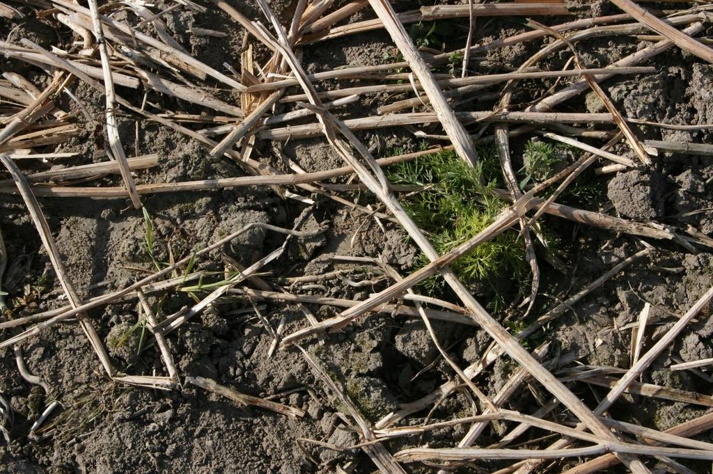 Uprawa tradycyjna (orkowa) Uprawa bezorkowa glifosat 360 SL (2-4 L/ha) + adiuwant