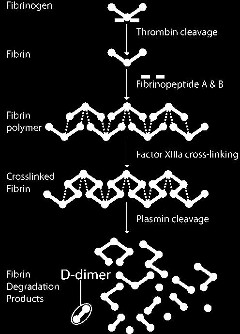 D-dimery Fibrynogen Trombina Fibryna Polimer fibryny Fibrynopeptydy A i B Czynnik XIIIa Korelacja D-dimerów z CRP w infekcjach okołoprotezowych (r=0.