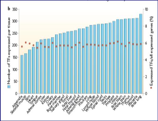 Aktywność czynników transkrypcyjnych w tkankach człowieka. Najwięcej czynników jest aktywnych w płucach płodu (>300), najmniej w wyrostku robaczkowym (150).