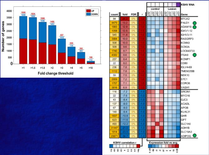 4. Transkryptomika: metody, RNA-seq RNA-seq: sekwencjonowanie cdna otrzymane z transkryptów. Poziom ekspresji określa się na podstawie liczby kopii transkryptów.