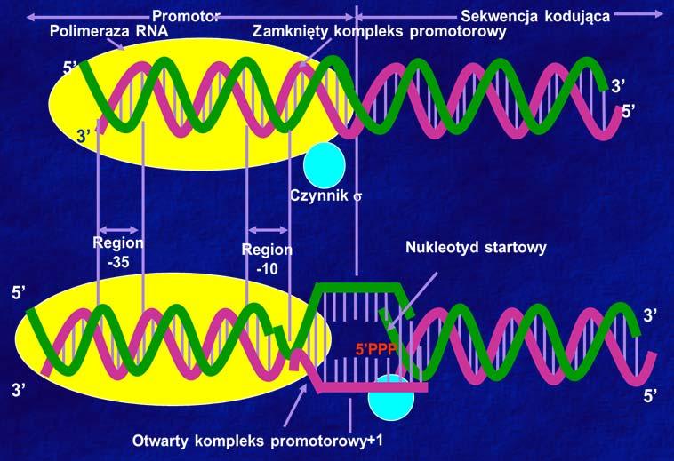 1. Transkrypcja: mechanizm Transkrypcja jest inicjowana przez przyłączenie polimerazy RNA do promotora, rozplecenie DNA i syntezę pierwszych rybonukleotydów.