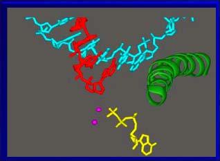 W miejscu E polimerazy: wejście sprawdzane jest dopasowanie rybonukleotydów (NTP) do nukleotydów w matrycy DNA. A E 2.