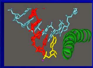 Translokacja (przeniesienie) kompleksu DNA-RNA i powstanie pustego miejsca A, E Polimeraza RNA sprawdza wszystkie nukleotydy w