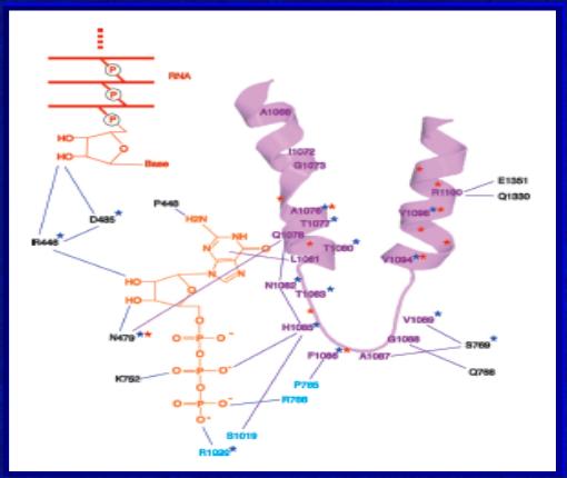 1. Transkrypcja: mechanizm Pętla wyzwalająca zapewnia specyfikę transkrypcji dzięki sieci powiązań pomiędzy wszystkimi elementami rybonukleotydow.