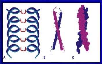 2. Inicjacja: czynniki transkrypcyjne Czynnik transkrypcyjny to białko wiążące się z DNA w specyficznym miejscu (np. promotor) i regulujące transkrypcję.