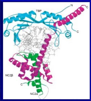 Ułatwiają one przyłączanie polimerazy RNA do promotora (aktywacja) lub blokują przyłączenie polimerazy (inhibicja). 2.