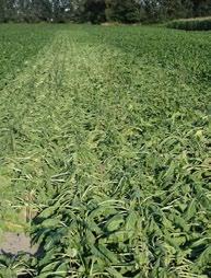 PO STRONIE PLANTATORA 3 4 Fot. 3. Pas przewiędniętych roślin buraka cukrowego odmiany wrażliwej na Heterodera schachtii, w porównaniu do odmian tolerancyjnych (z lewej i prawej strony pola) Fot. 4. Broda korzeniowa wraz z białymi samicami/ cystami mątwika burakowego konać badanie na występowanie cyst, jaj i larw mątwika.