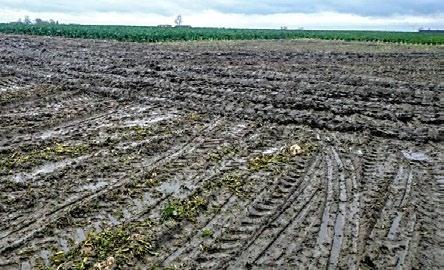PO STRONIE PLANTATORA nie są pobierane przez rośliny.