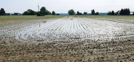 PO STRONIE PLANTATORA Nadmierne zagęszczenie gleby to poważny problem J Joanna Onuch Dobrze przygotowana pod uprawę buraków cukrowych gleba jest podstawowym warunkiem uzyskania wysokiego plonu.
