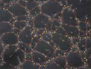 Mikropłytka do angiogenezy 10x Dzięki specjalnej budowie dołek w dołku, ilość