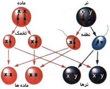 http://mohandesiequran.blogfa.com -1: www.porseman.org 3*F 2$,D> B$ O2-(F, 2$,D> Z D! -2 V$ &, 0! 2 ) 8.C* - 2&5 2DB= C35$ 0 4 2e5 R = ' $ 0.-2 8 B 23=. h0, 82:~, :2 5> K A 4e 2:$ 2D3. 0 A!