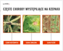 https://www. Rzepaki półkarłowate i karłowate już od jesieni wyróżniają się na tle innych odmian.