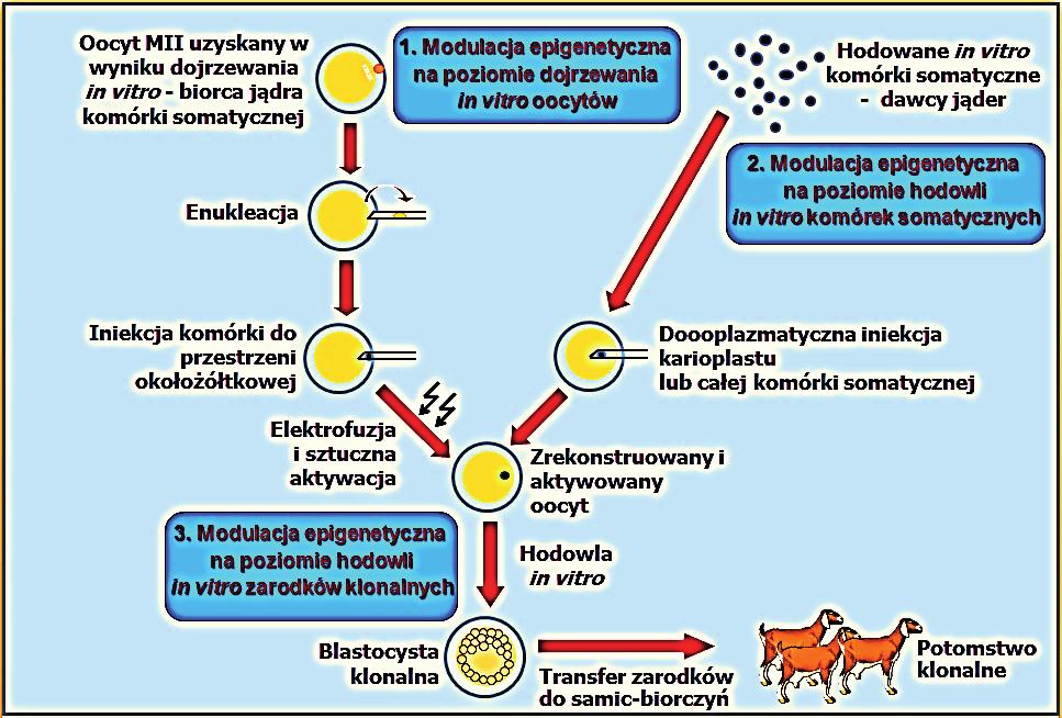 Epigenetyczne przeprogramowanie genomu w klonalnych zarodkach ssaków i in., 2012; Hou i in., 2014; Mao i in., 2015).