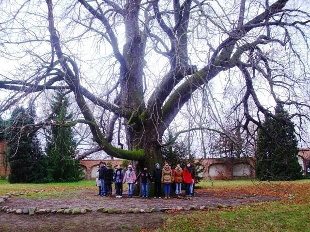 1 Aktualizacja 26-04-2018 Kasztanowiec