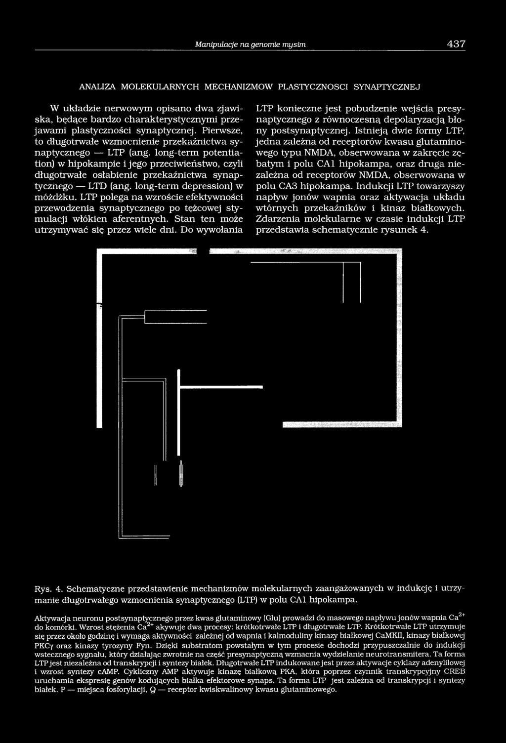 long-term potentiation) w hipokampie i jego przeciwieństwo, czyli długotrwałe osłabienie przekaźnictwa synaptycznego LTD (ang. long-term depression) w móżdżku.