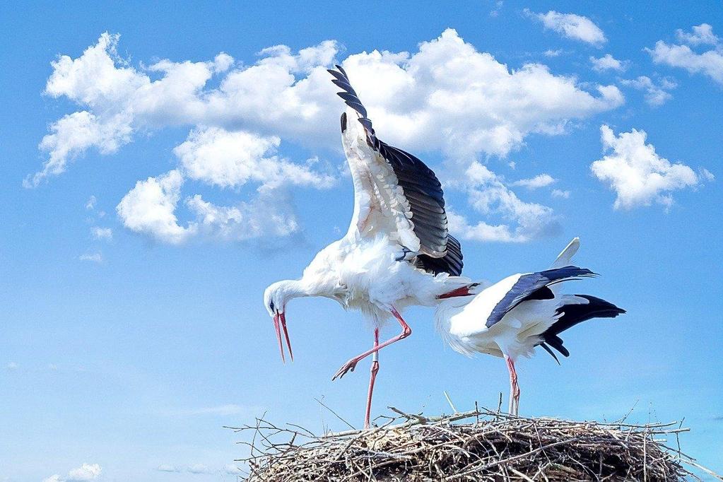 ZADANIA NA KWIECIEŃ - GRUPA VII POZIOMKI Wiosenne powroty Termin realizacji: 01.04-05.04.2019 r. https://www.google.pl/search?