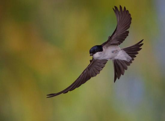 wzbogacanie wiadomości na temat ptaków rozbudzanie zainteresowań przyrodniczych oraz chęci obserwowania otaczającego świata rozwijanie sprawności ruchowej rozumienie znaczenia ptaków dla środowiska
