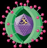 8 13 Wirusowe zapalenie wątroby typu B WZW B jest chorobą zakaźną wywołaną przez wirus HBV i może przebiegać pod postacią ostrą